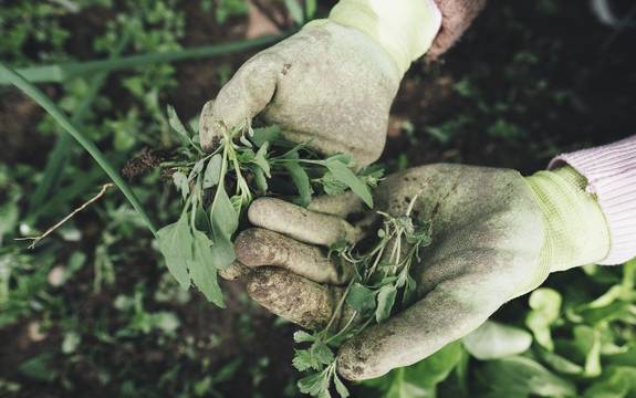 Hände in Handschuhen halten Pflanzen.