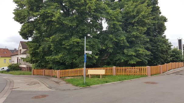 Saarlands älteste Sommerlinde in der Ortsmitte von Stennweiler mit neuer Umzäunung